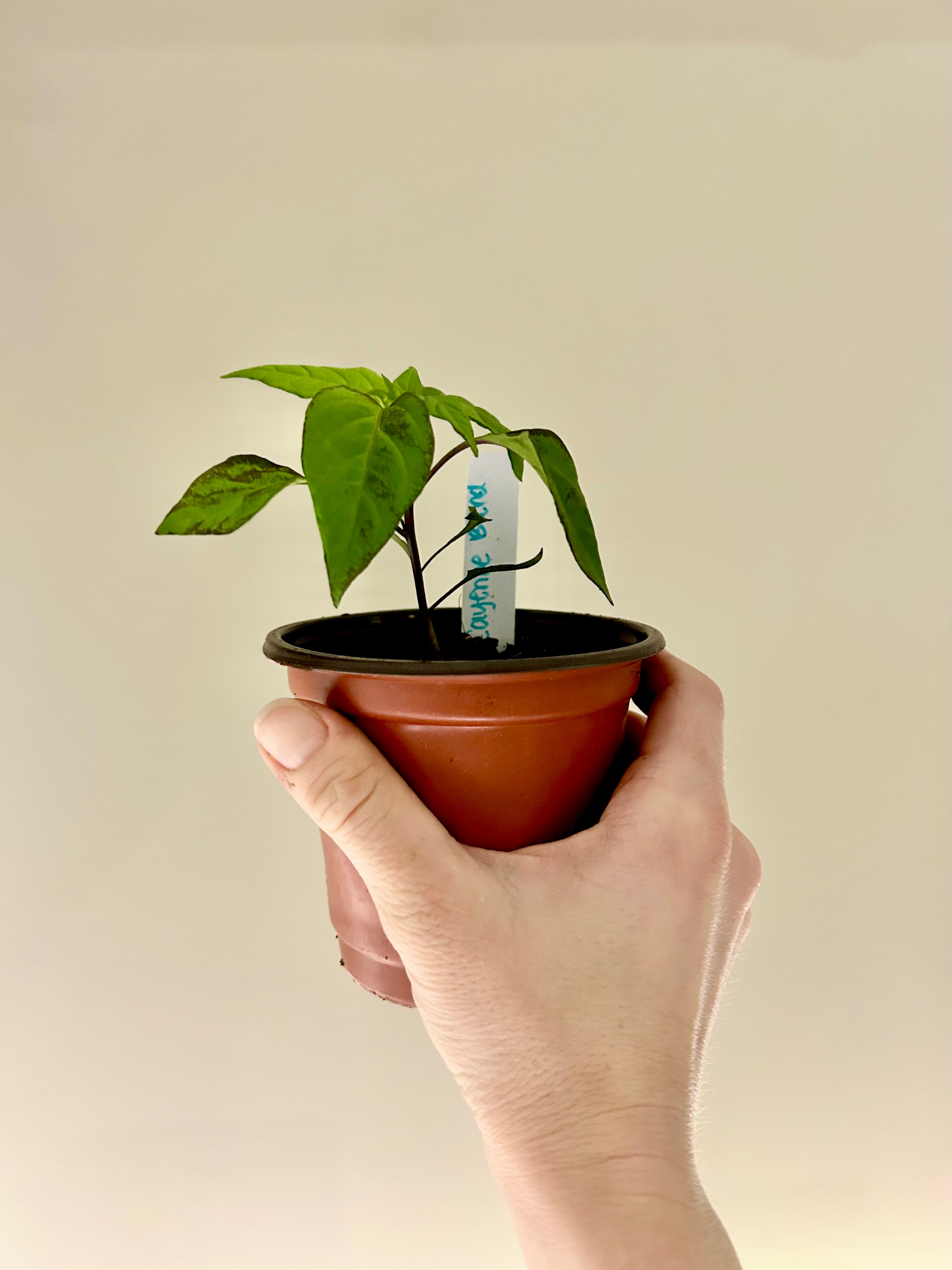 The Art of Seed Starting: 1
