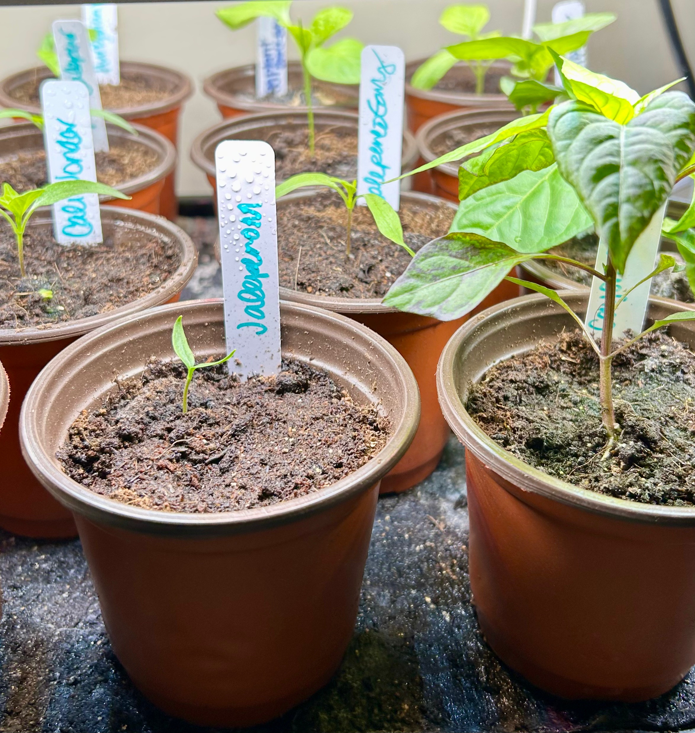 The Art of Seed Starting: 2