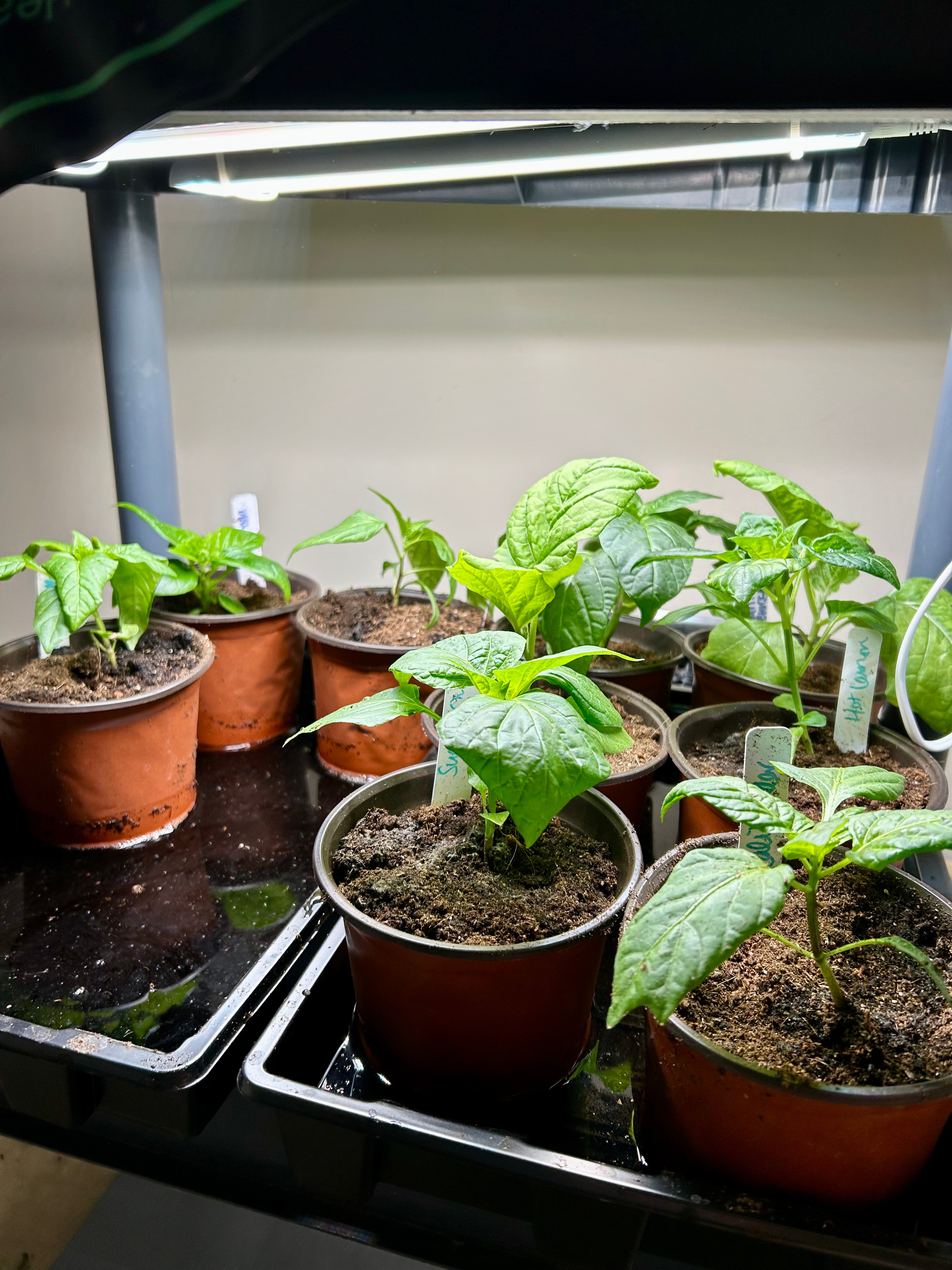 The Art of Seed Starting: 3