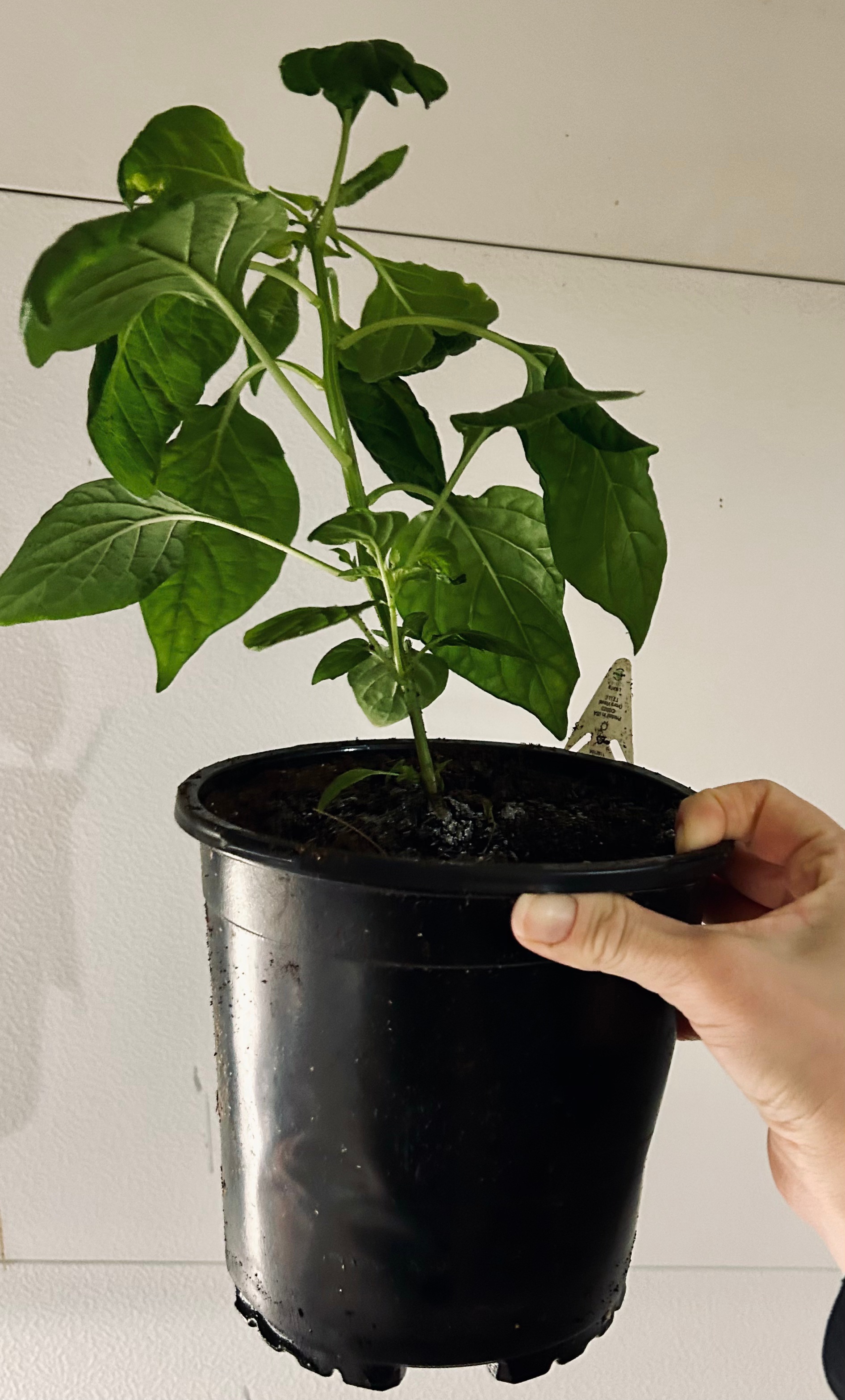The Art of Seed Starting: 4