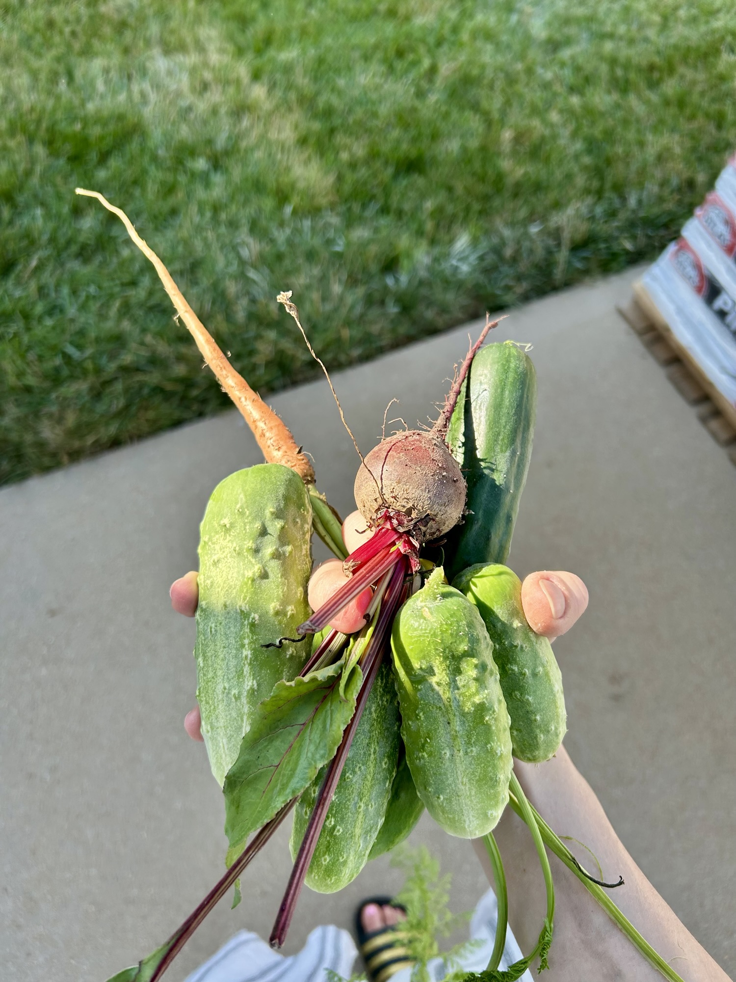 Essential Guide to Hardening Off Your Plants